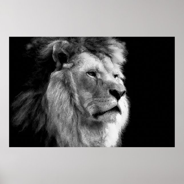 Schwarz-Weiß-Lion Poster (Vorne)