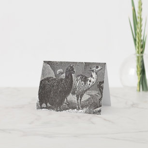 Schwarz-Weiß-Llama Alpaca Andes Karte