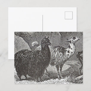 Schwarz-Weiß-Llama Alpaca Andes Postkarte