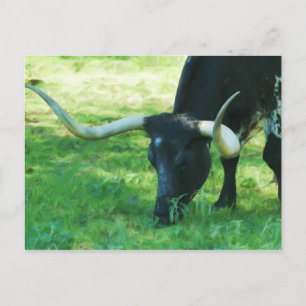 Schwarz-Weiß-Longhorn Postkarte