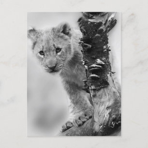 Schwarz-Weiß-Löwe Postkarte