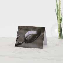Schwarz-Weiß-Magnolienknospe Minimalistische Fine