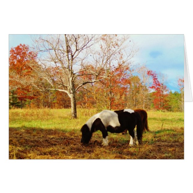 Schwarz-Weiß-Miniaturpony / Pferd (Vorderseite (Horizontal))