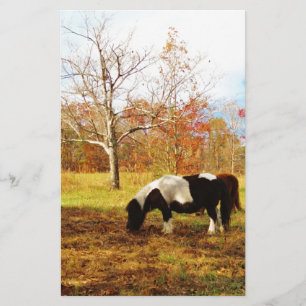 Schwarz-Weiß-Miniaturpony / Pferd Briefpapier
