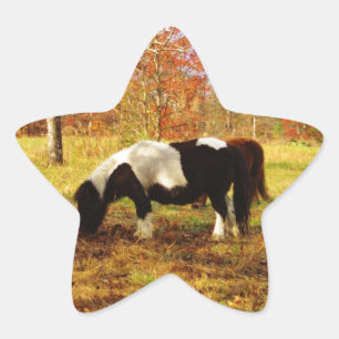 Schwarz-Weiß-Miniaturpony / Pferd Stern-Aufkleber