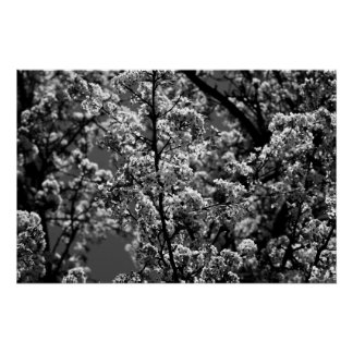 Schwarz-Weiß-Monochrome Blütenbaum Poster