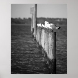 Schwarz-Weiß-Möwen auf Posts 16x20 Poster