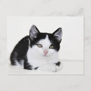 Schwarz Weiß Nachdenkliche Katzenpostkarte Postkarte