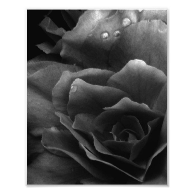 Schwarz-Weiß-Nahes Up einer doppelten Begonie Fotodruck (Vorne)
