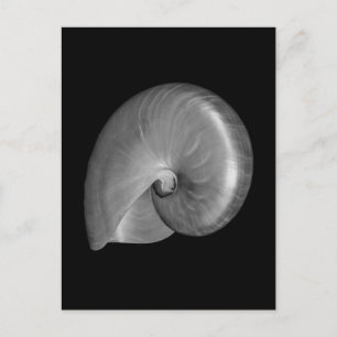 Schwarz-Weiß-Nautilus-Muschel Postkarte