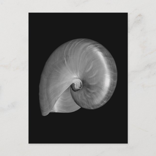 Schwarz-Weiß-Nautilus-Muschel Postkarte (Vorderseite)