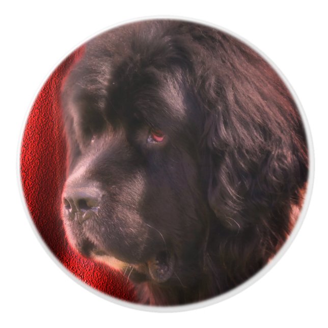 Schwarz-Weiß-Neufundland-Hundegesicht   Keramikknauf (Vorderseite)