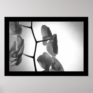 Schwarz-Weiß-Orchideen am Stem Poster