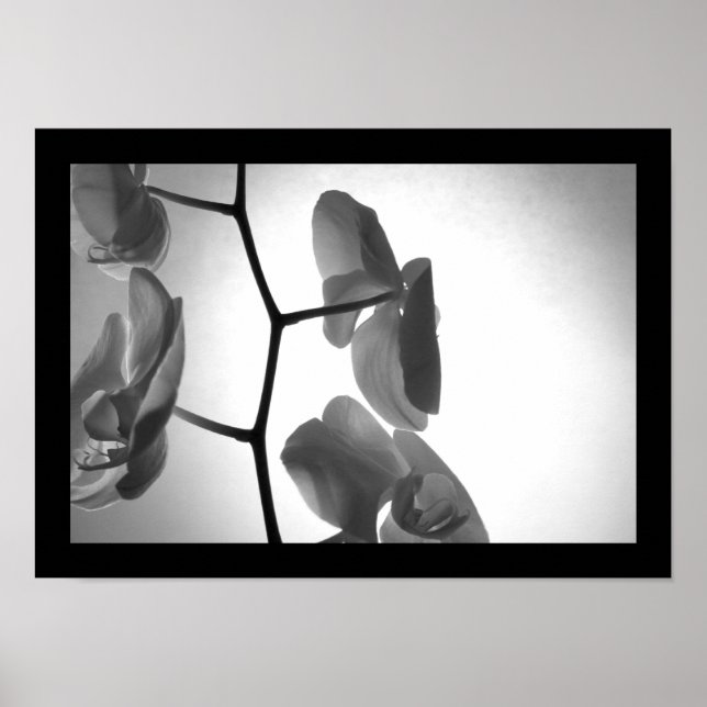 Schwarz-Weiß-Orchideen am Stem Poster (Vorne)