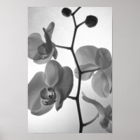 Schwarz-Weiß-Orchideen am Stem