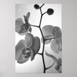 Schwarz-Weiß-Orchideen am Stem Poster
