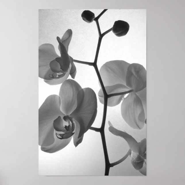 Schwarz-Weiß-Orchideen am Stem Poster (Vorne)