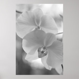 Schwarz-Weiß-Orchideen Poster