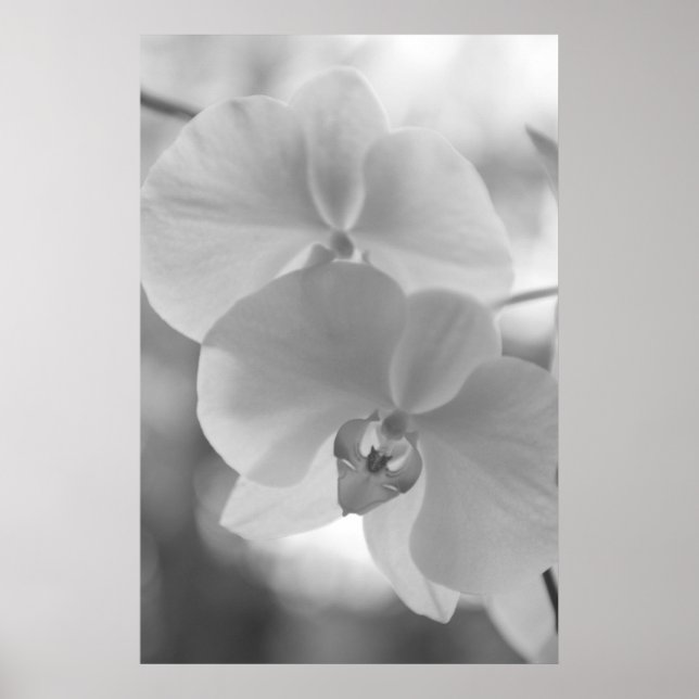 Schwarz-Weiß-Orchideen Poster (Vorne)