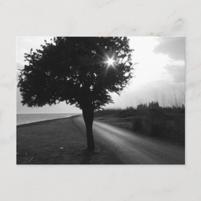 Schwarz-Weiß-Ozean-Seitenbaum und Straße Postkarte (Vorderseite)
