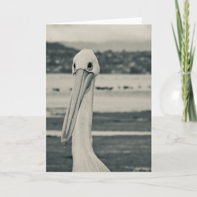 Schwarz-Weiß-Pelican-Foto Karte (Vorderseite)