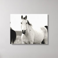 Schwarz-Weiß-Pferd in den Flint Hills