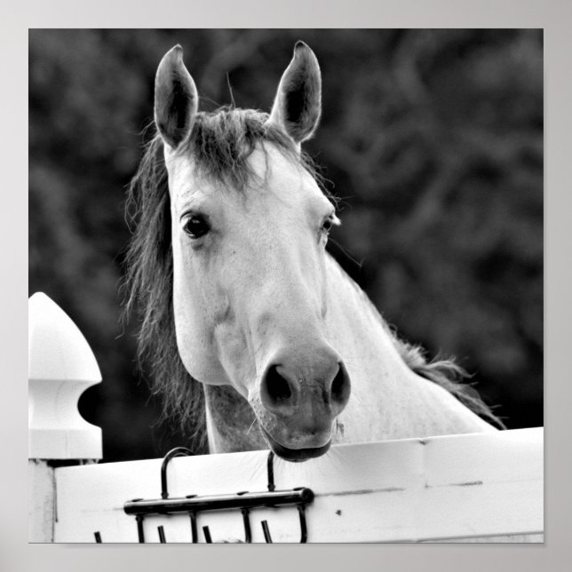 Schwarz-Weiß-Pferd Poster (Vorne)