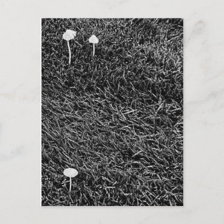 Schwarz-Weiß-Pilze im Gras-Foto Postkarte