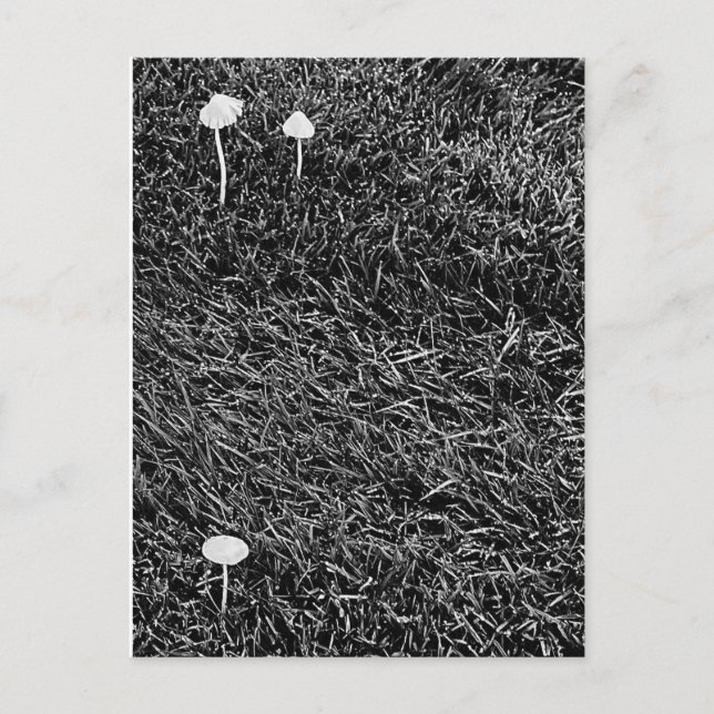 Schwarz-Weiß-Pilze im Gras-Foto Postkarte (Vorderseite)