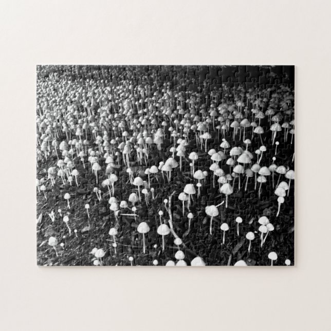 Schwarz-Weiß-Pilzkolonie-Foto (Horizontal)