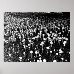 Schwarz-Weiß-Pilzkolonie-Foto Poster