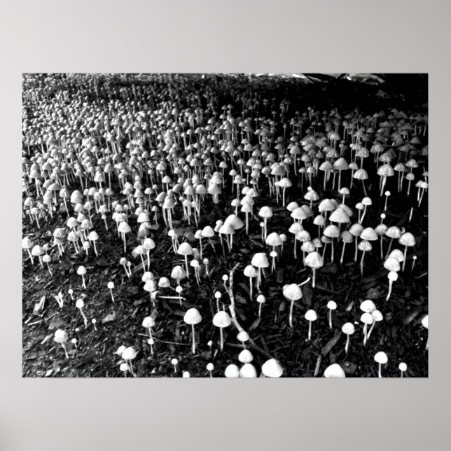 Schwarz-Weiß-Pilzkolonie-Foto Poster (Vorne)