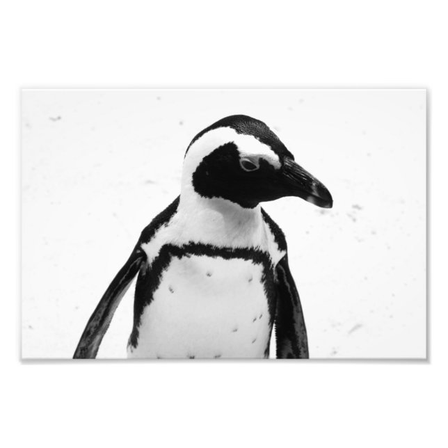 Schwarz-Weiß-Pinguin Fotodruck (Vorne)
