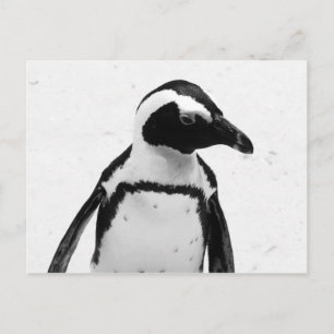 Schwarz-Weiß-Pinguin Postkarte