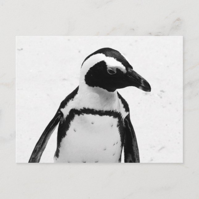Schwarz-Weiß-Pinguin Postkarte (Vorderseite)
