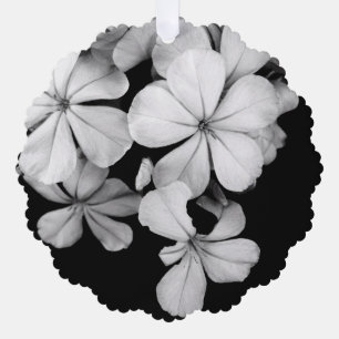 schwarz-weiß Plumbago Ornament Karte