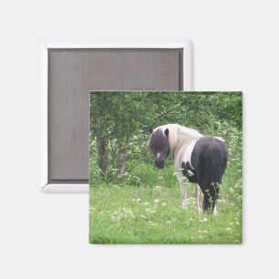 Schwarz-Weiß-Pony in Gras und Blume Magnet