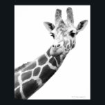 Schwarz-Weiß-Portrait einer Giraffe Poster<br><div class="desc">Tiere->Giraffen</div>