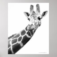 Schwarz-Weiß-Portrait einer Giraffe