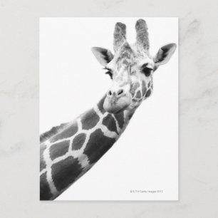 Schwarz-Weiß-Portrait einer Giraffe Postkarte