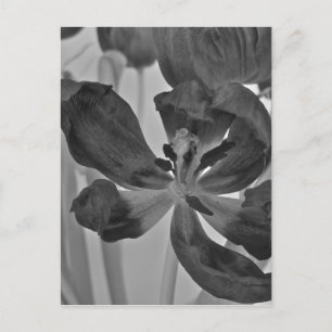 Schwarz-Weiß-Postkarte Postkarte