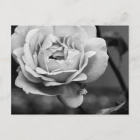 Schwarz-Weiß-Romantische Rose