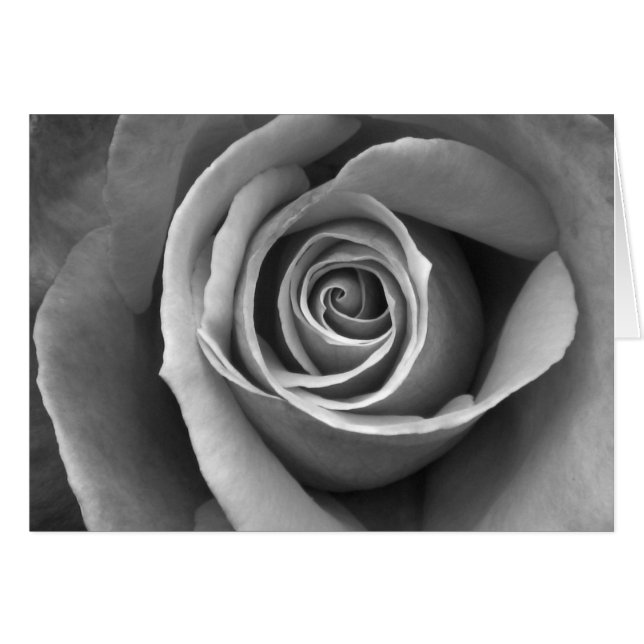 Schwarz-Weiß-Rose (Vorderseite (Horizontal))