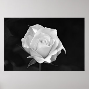 Schwarz-Weiß-Rose-Poster Poster