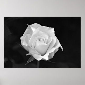 Schwarz-Weiß-Rose-Poster Poster