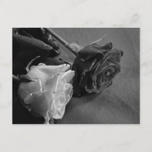 Schwarz-Weiß-Rose Postkarte