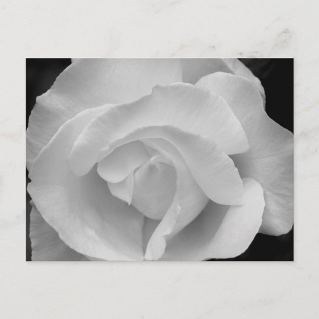 Schwarz-Weiß-Rose Postkarte (Vorderseite)