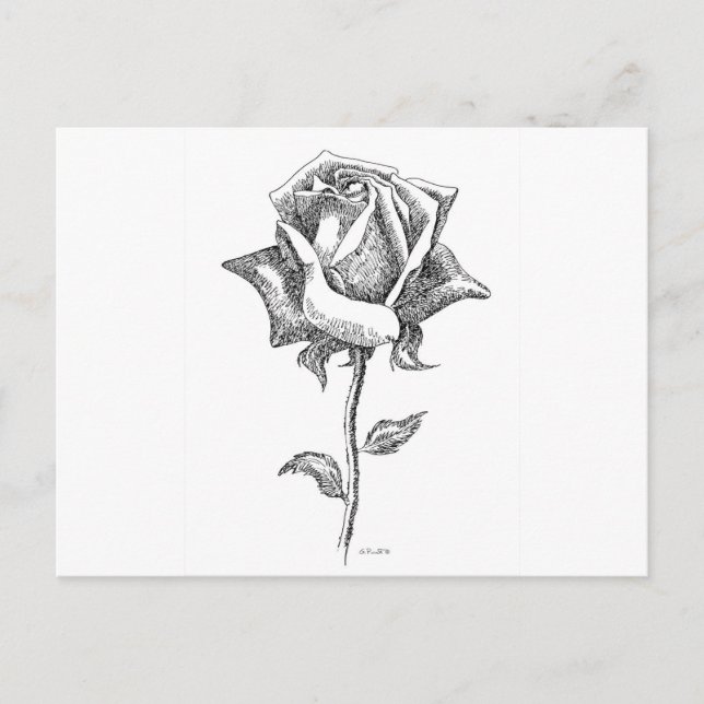 Schwarz-Weiß-Rose Postkarte (Vorderseite)