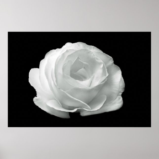 Schwarz-Weiß-Rosen-Poster Poster (Vorne)