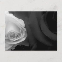 Schwarz-Weiß-Rosen Postkarte